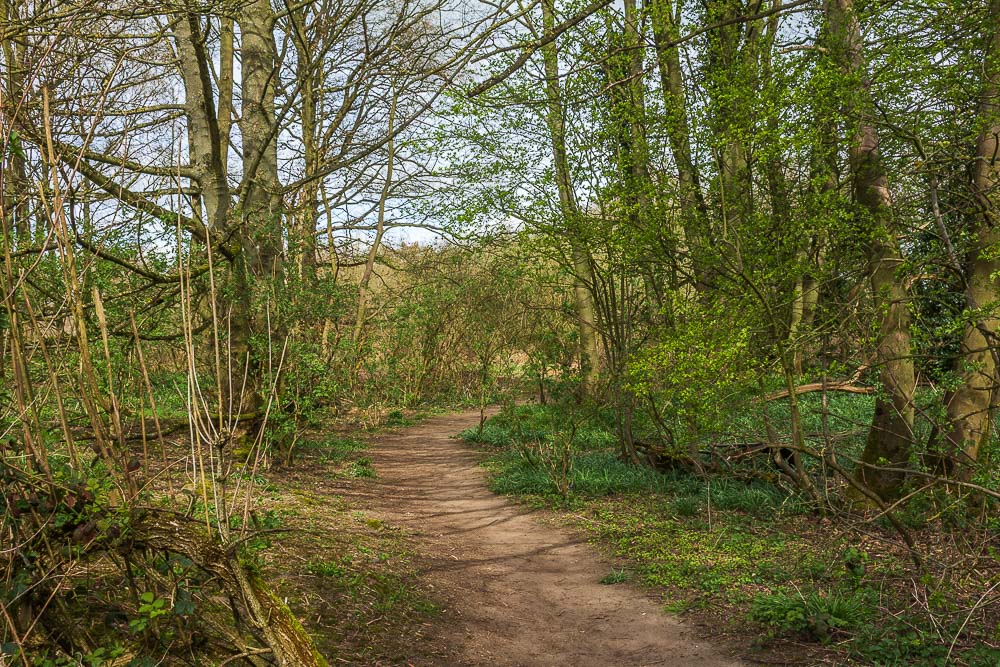 Quarry Wood Quarry Wood